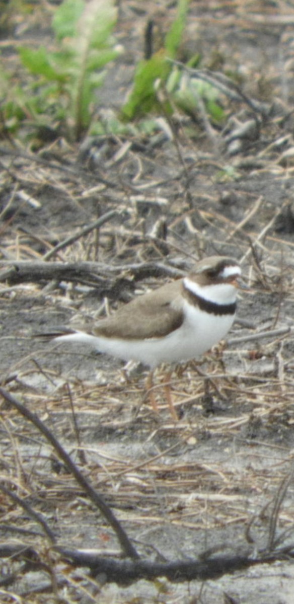 Semipalmated Plover - ML222108881