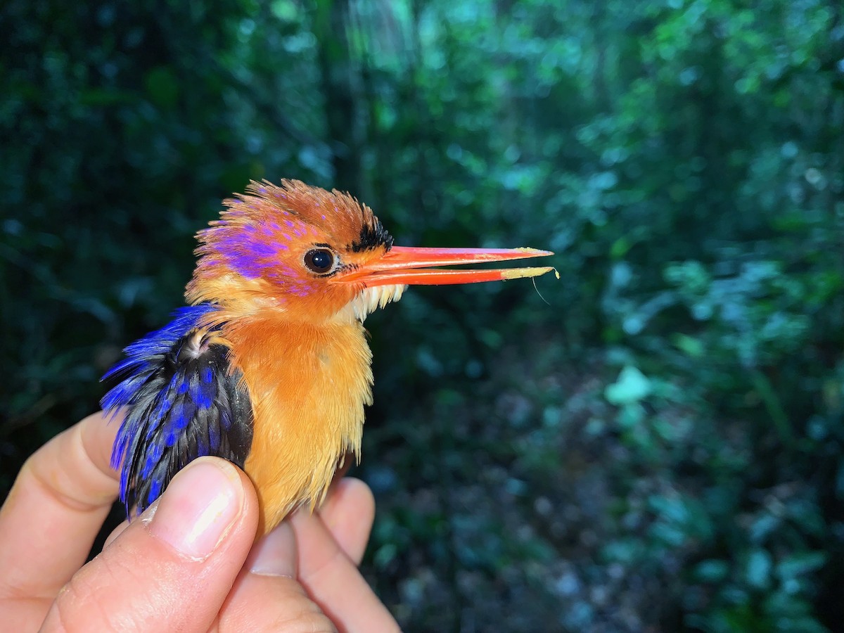 African Dwarf Kingfisher - ML222109471