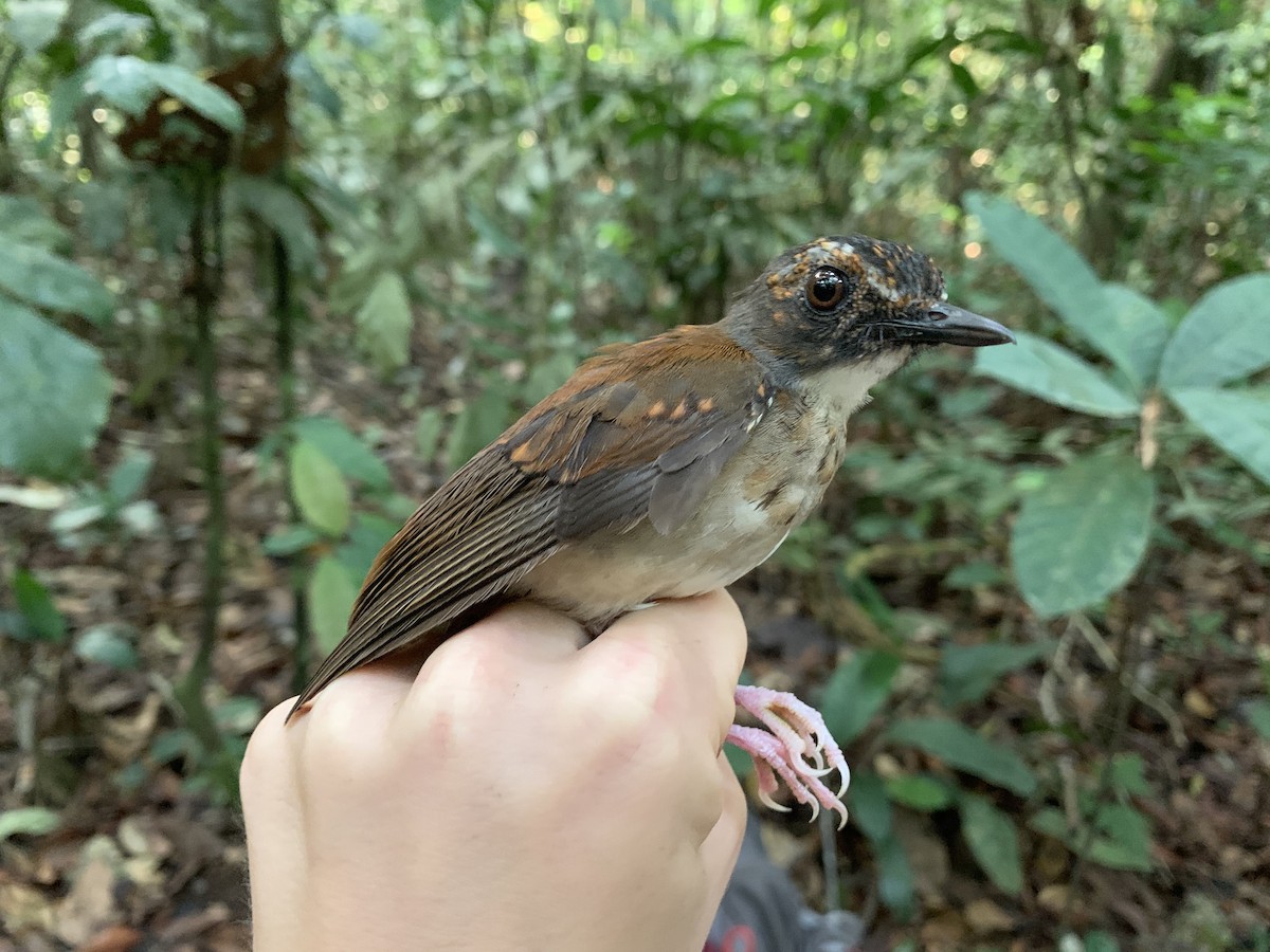 Brown-chested Alethe (Chestnut-backed) - ML222111291