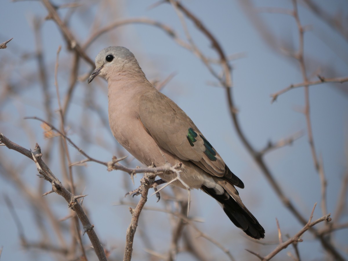 Emerald-spotted Wood-Dove - ML222111331