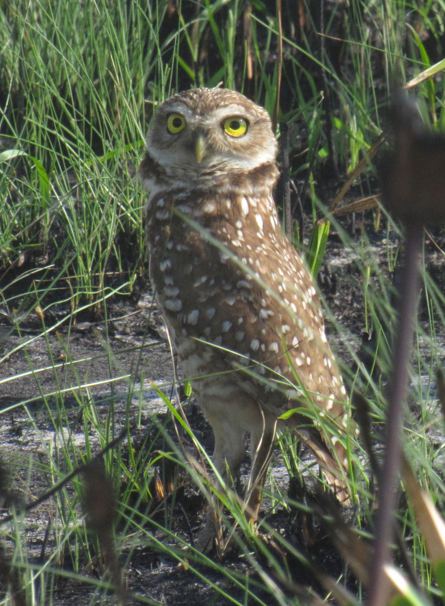 Burrowing Owl (Florida) - ML222113381