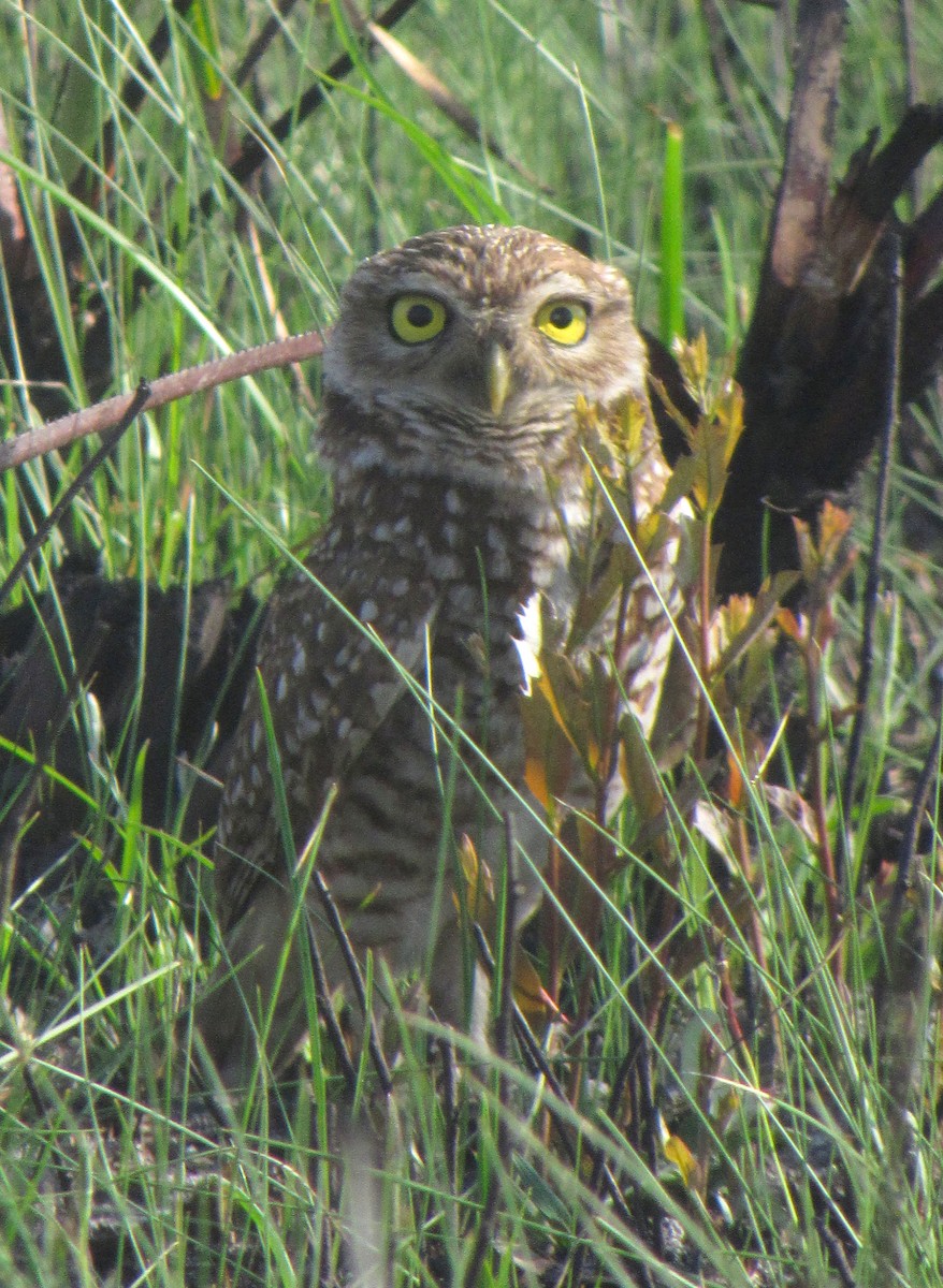 Burrowing Owl (Florida) - ML222113481