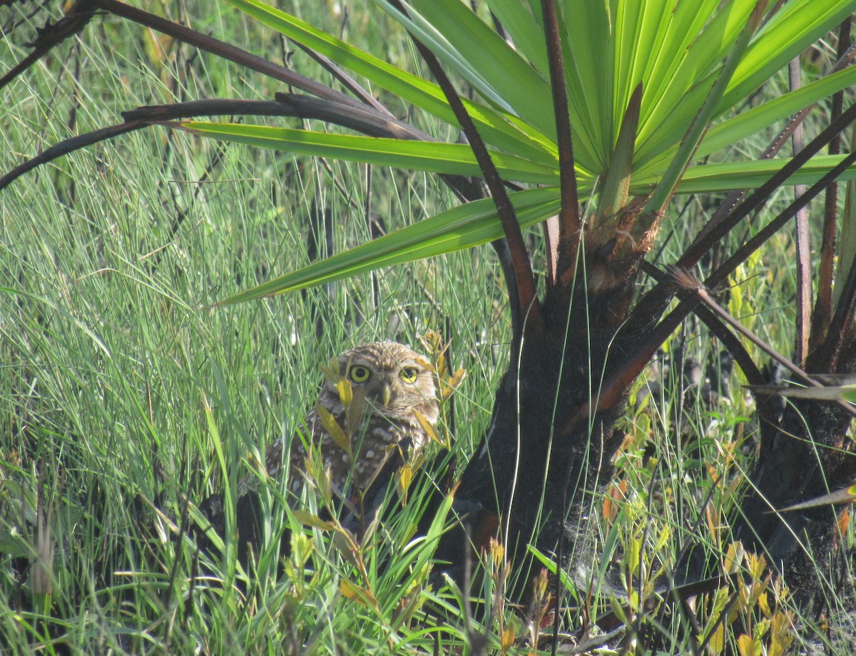 Burrowing Owl (Florida) - ML222113701