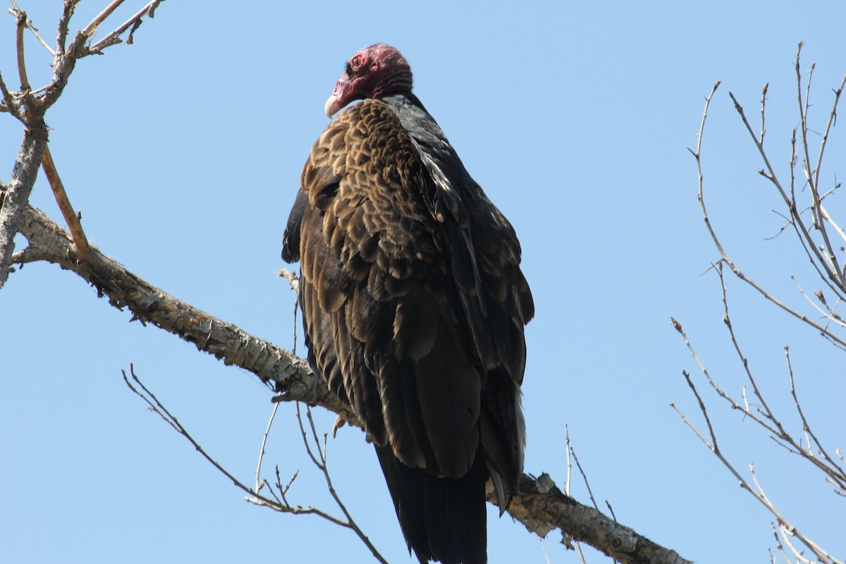 Turkey Vulture - Connor Wehner