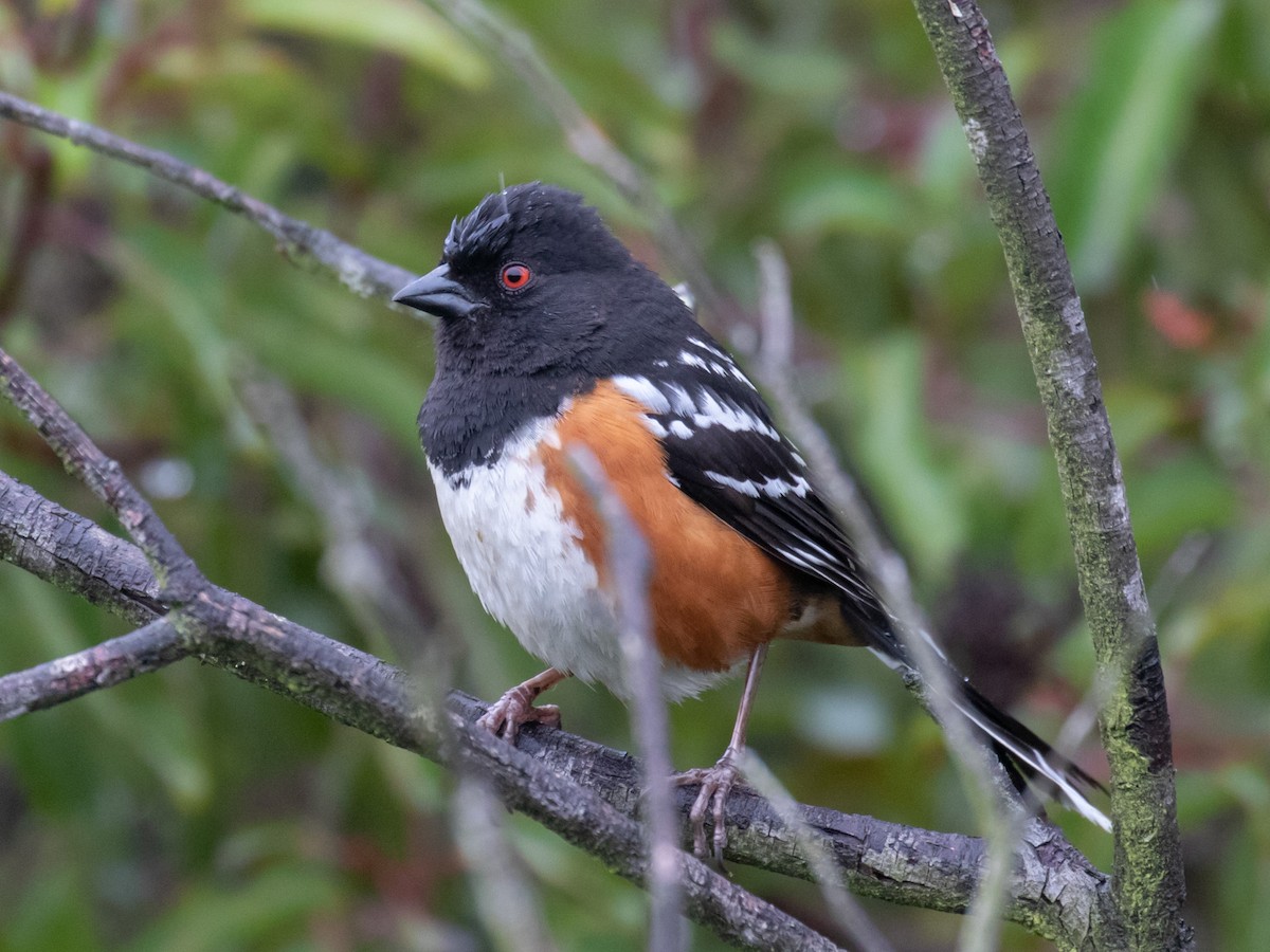 Spotted Towhee - Bruce Aird