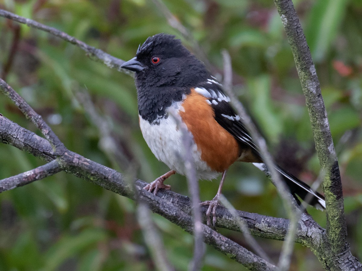 Spotted Towhee - ML222120821