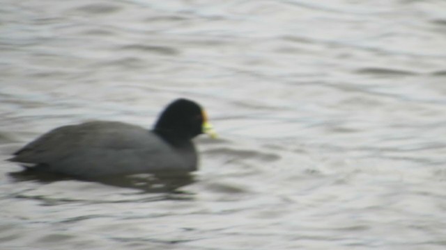 White-winged Coot - ML222125741
