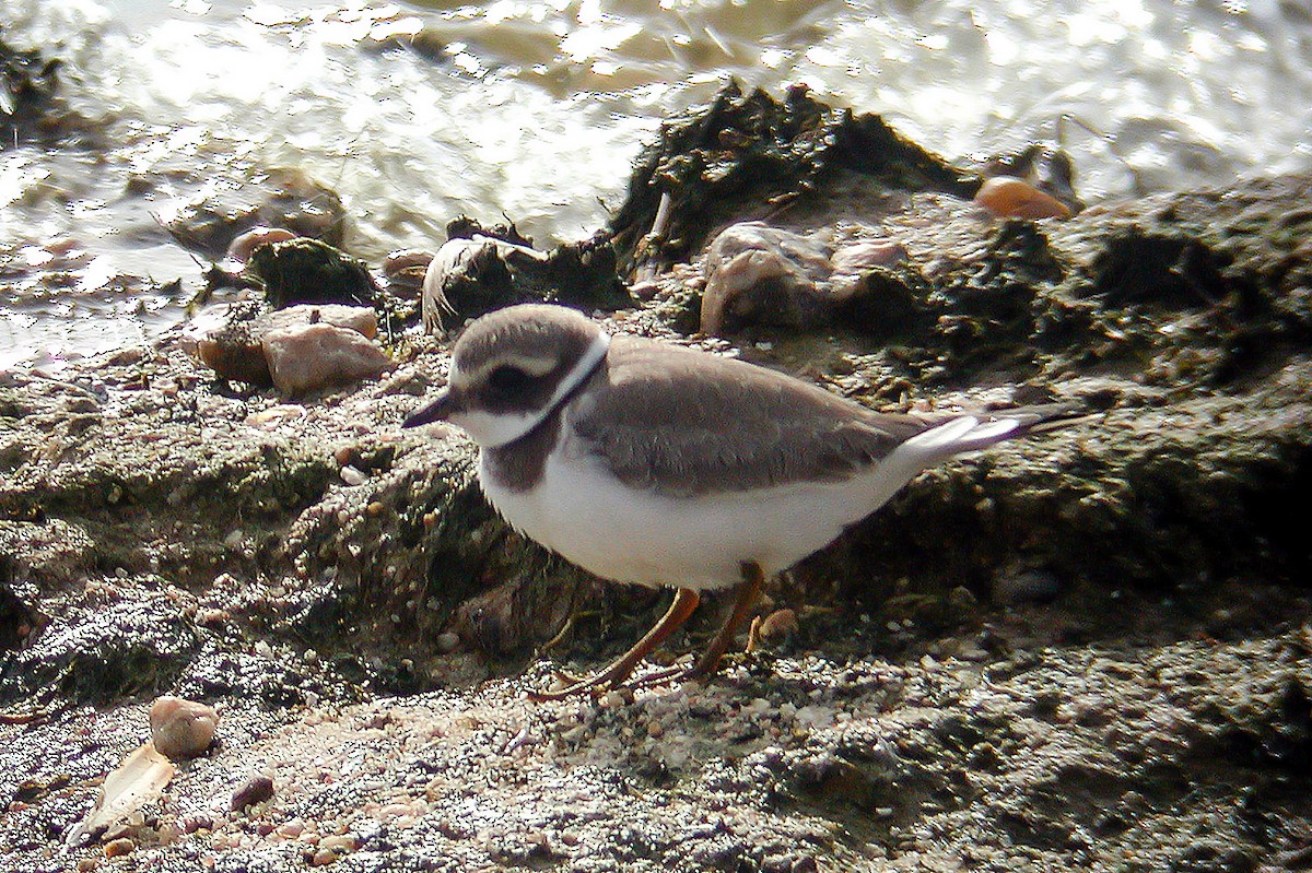 Common Ringed Plover - ML222127181
