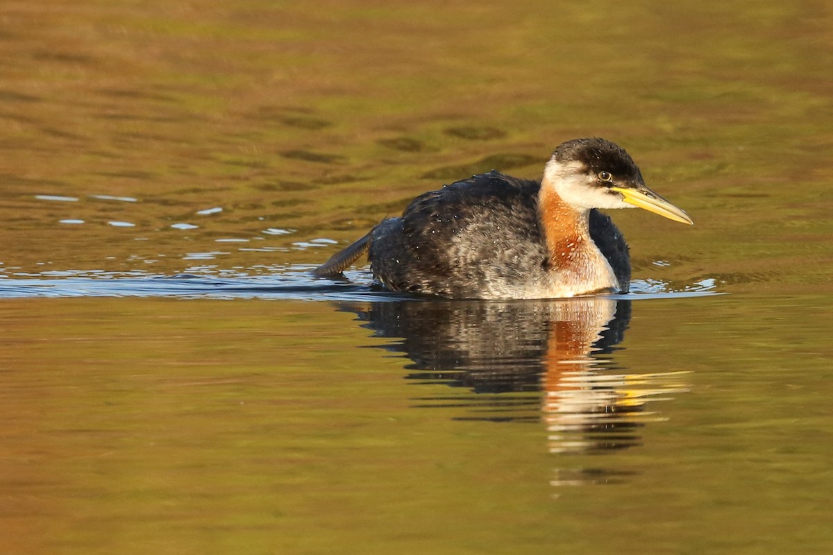 Red-necked Grebe - ML222128461