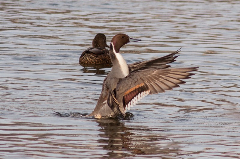 Northern Pintail - Andrew Jackson
