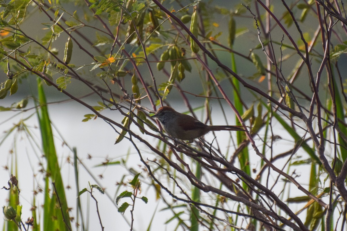 Sooty-fronted Spinetail - ML222135231