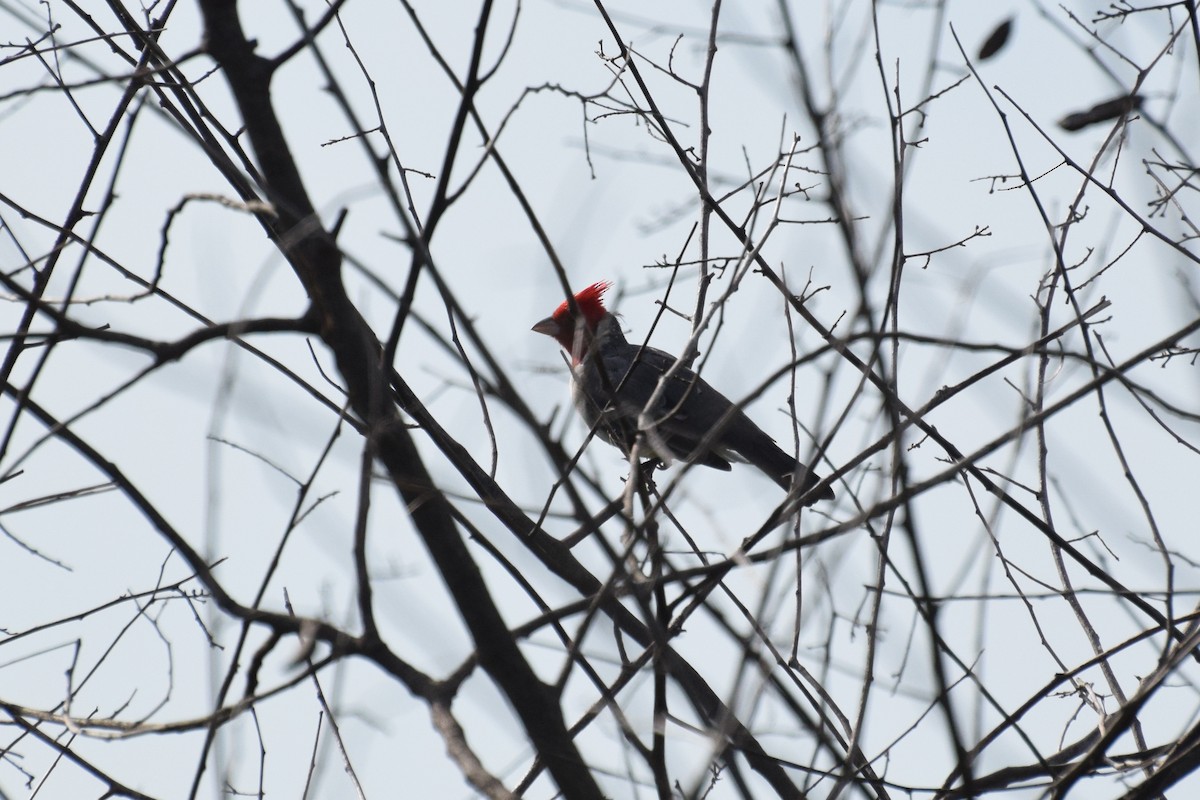 Red-crested Cardinal - ML222135311