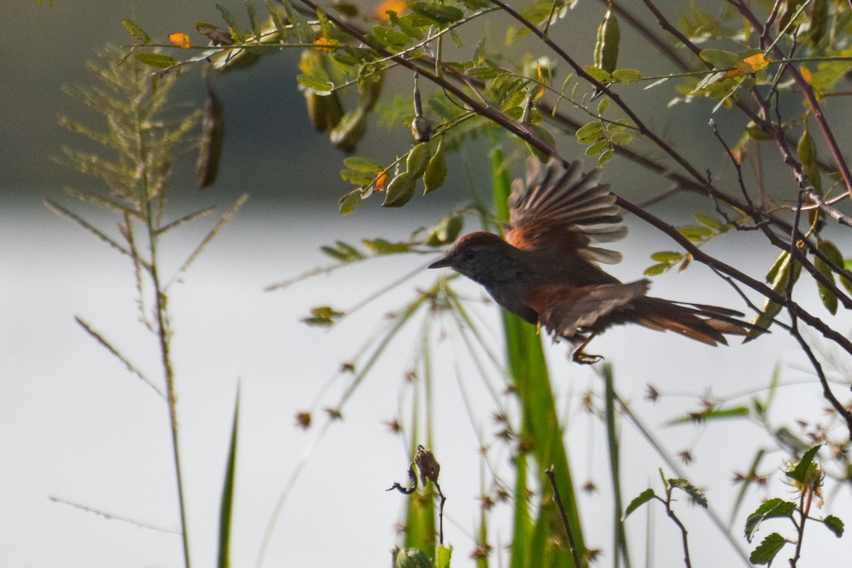 Sooty-fronted Spinetail - ML222135351