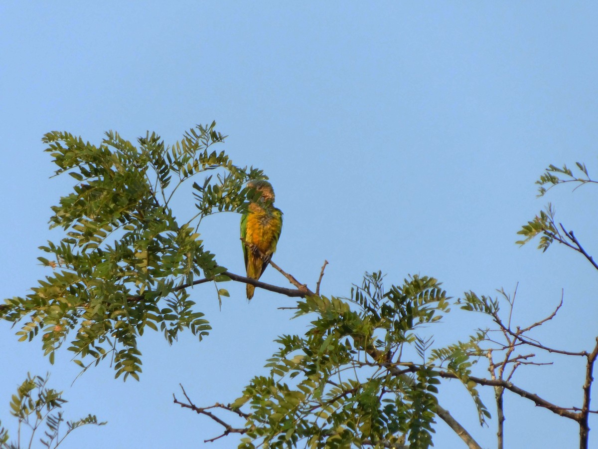 Brown-throated Parakeet - ML222139531