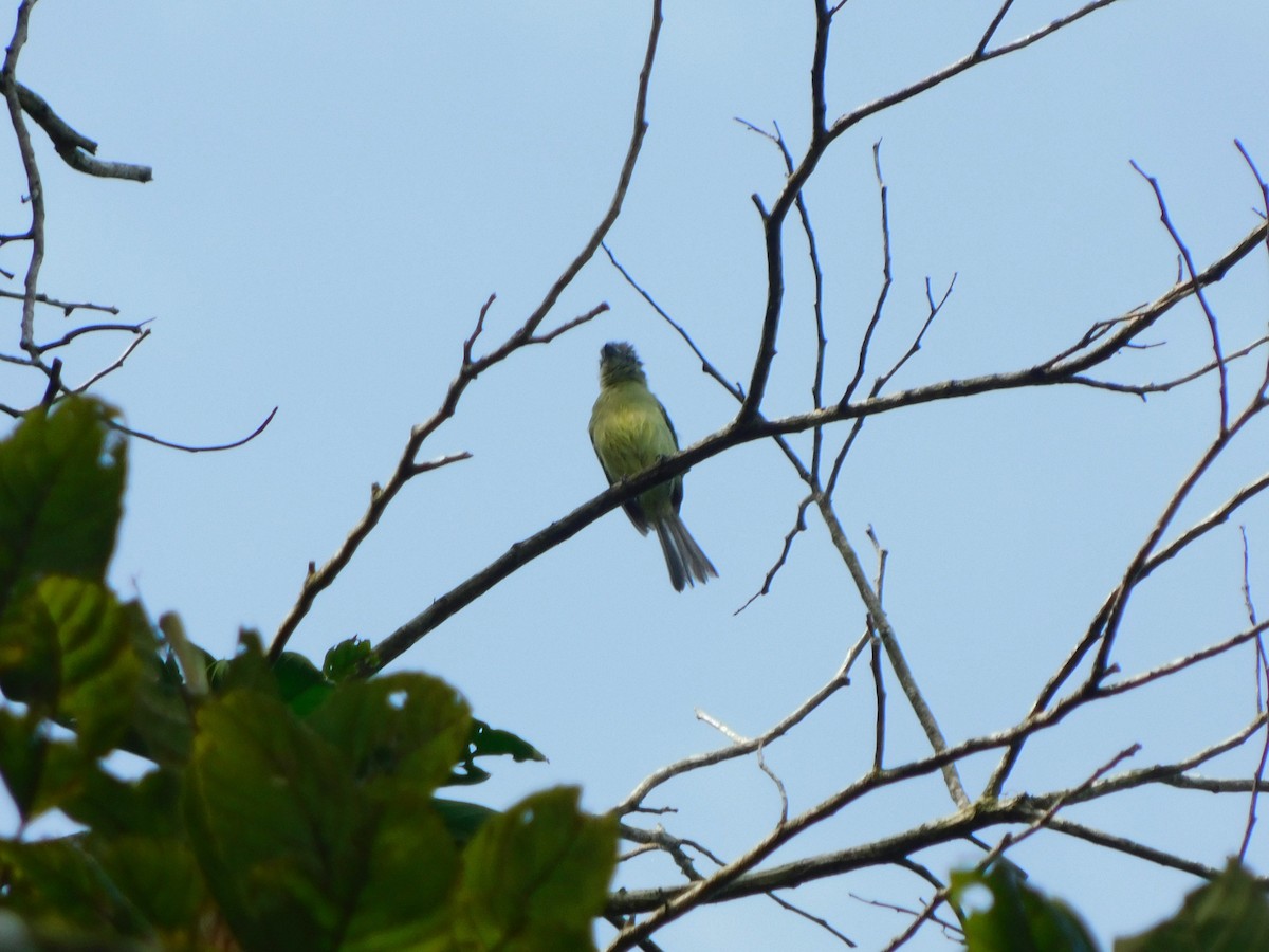 Gray-crowned Flatbill - ML222139731