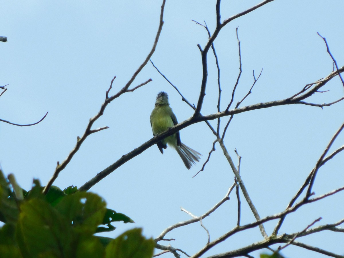 Gray-crowned Flatbill - ML222139741