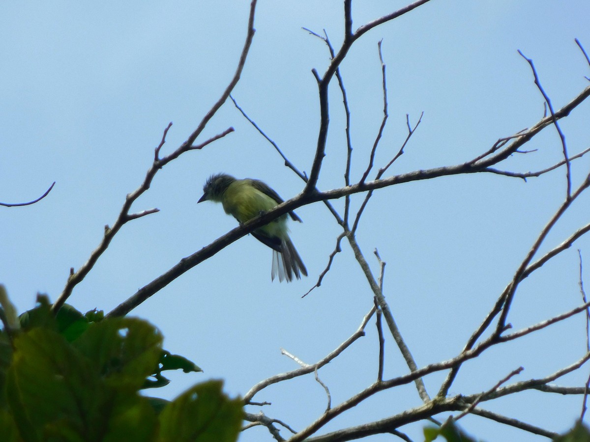 Gray-crowned Flatbill - ML222139771