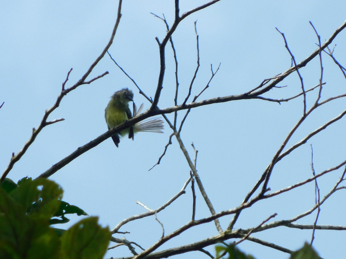 Gray-crowned Flatbill - ML222139781