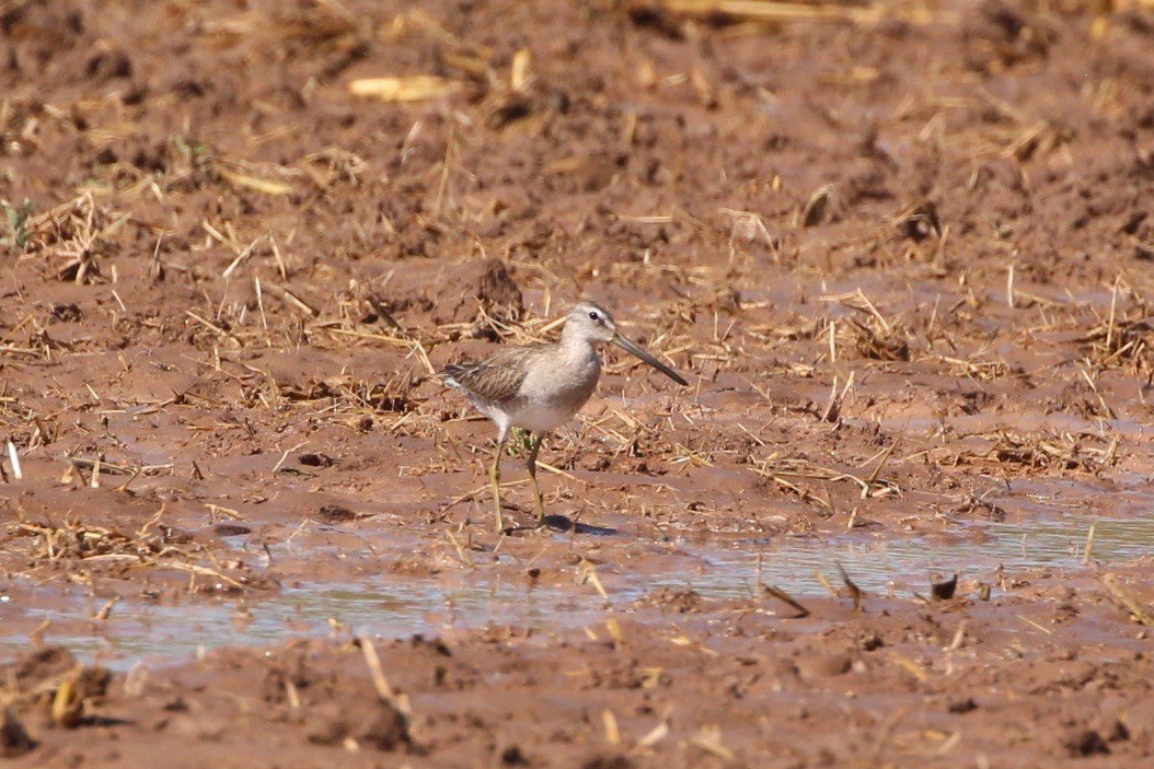 Long-billed Dowitcher - ML222140161