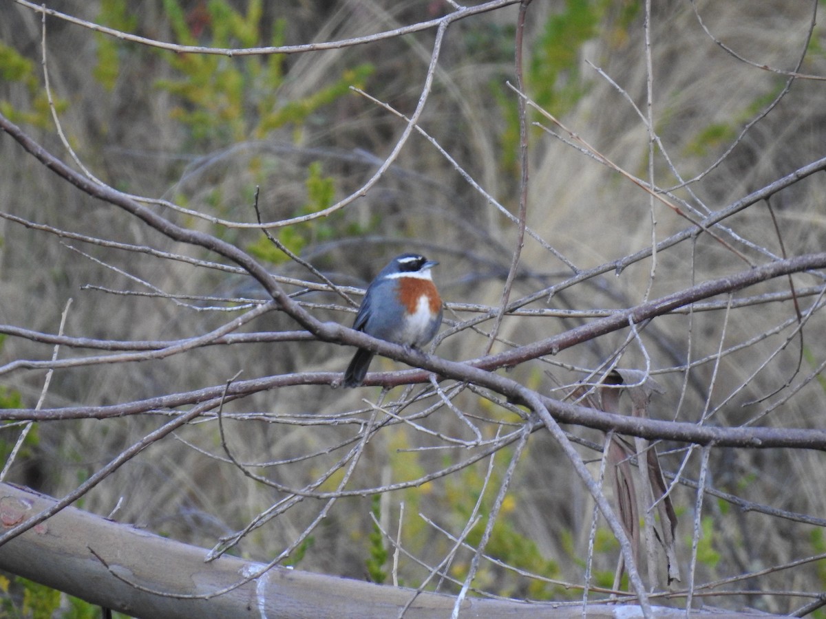 Chestnut-breasted Mountain Finch - ML222141531