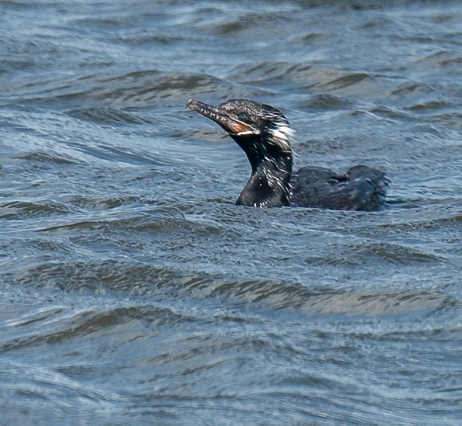 Neotropic Cormorant - Edde Burgess