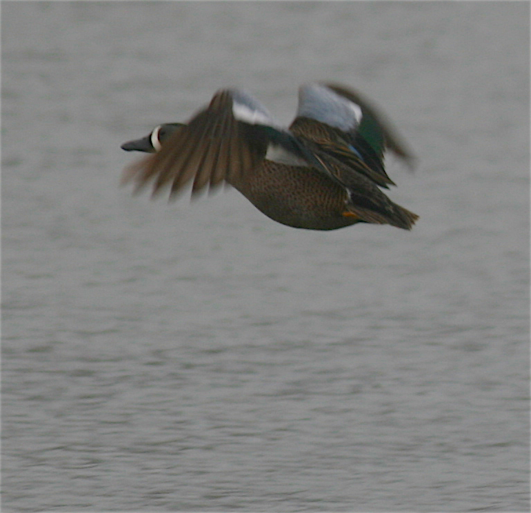 Blue-winged Teal - ML222143781