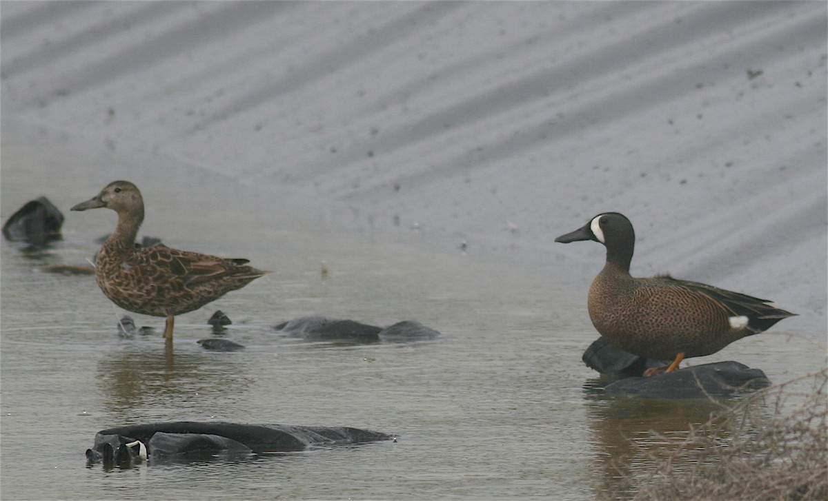 Blue-winged Teal - ML222144191