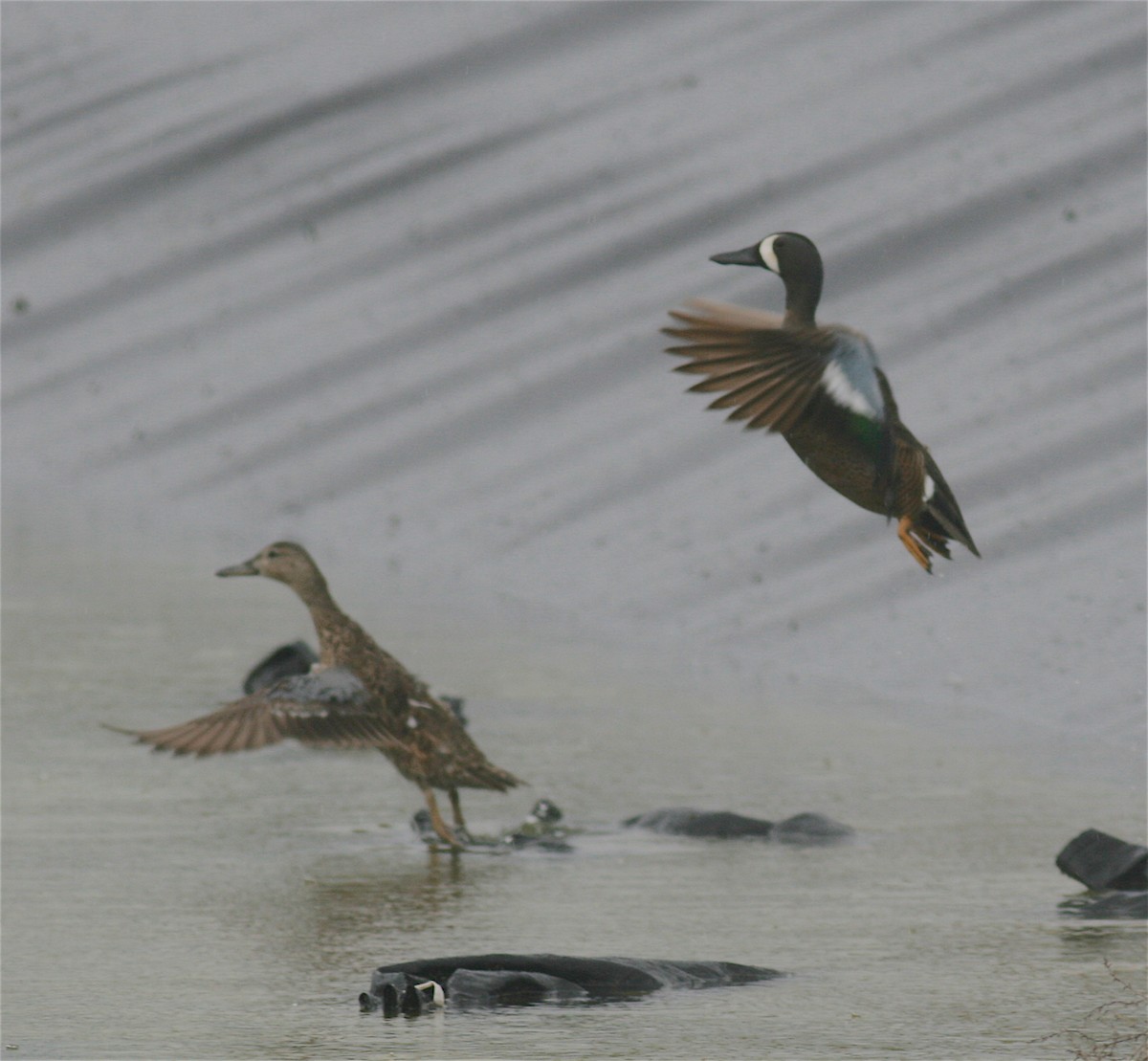 Blue-winged Teal - ML222144211