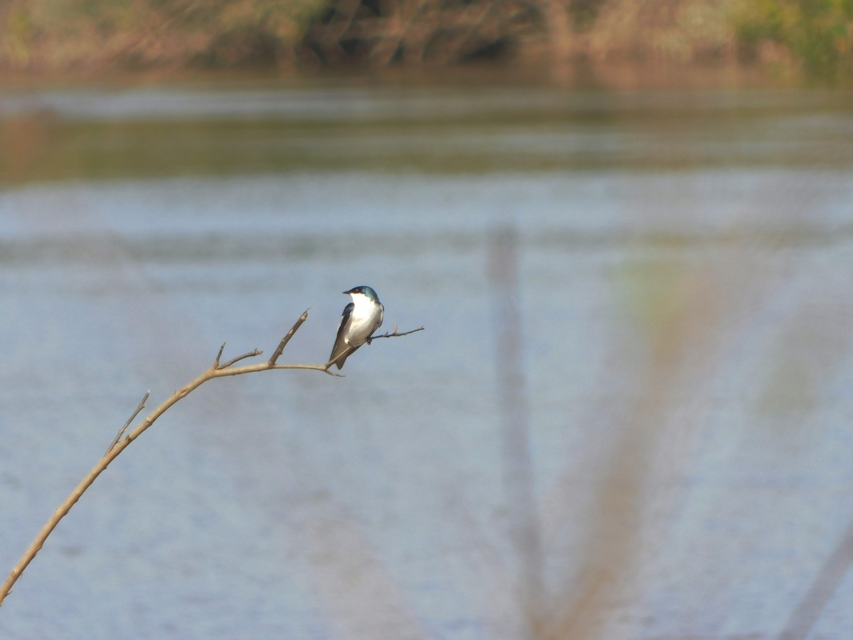 White-winged Swallow - ML222146411