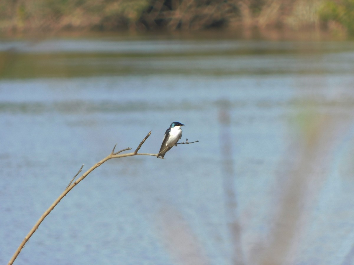 White-winged Swallow - ML222146451