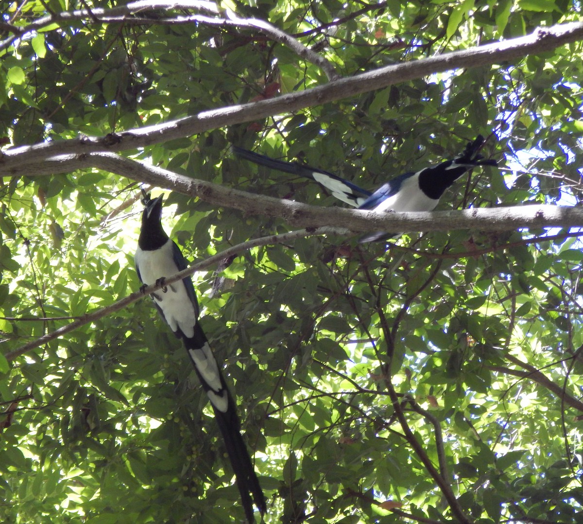 Black-throated Magpie-Jay - ML22214731