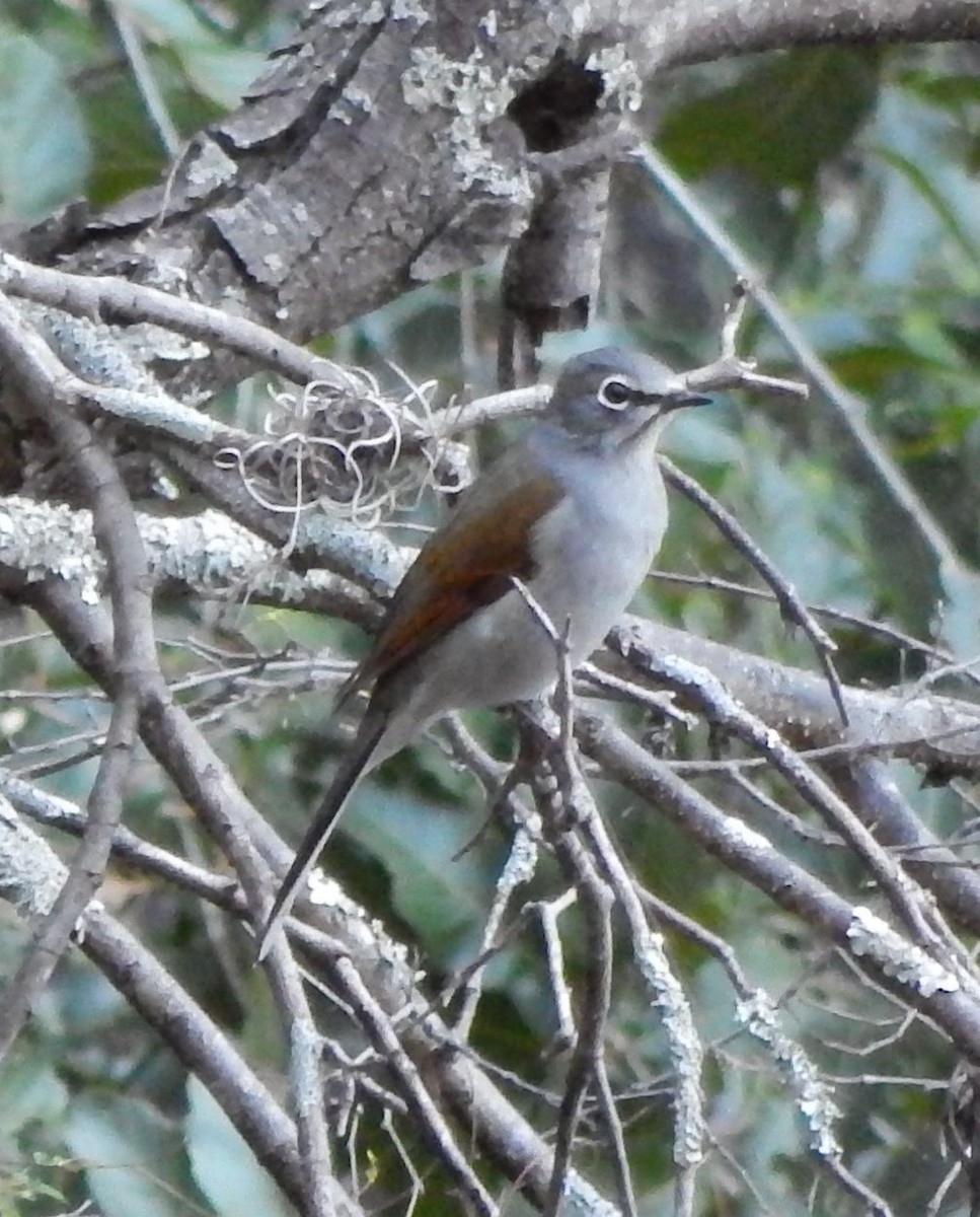 Brown-backed Solitaire - ML22214781