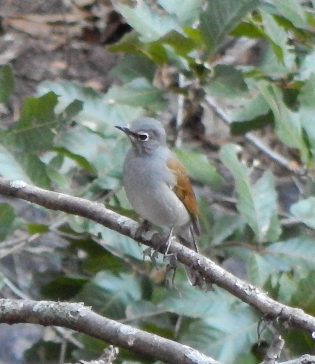 Brown-backed Solitaire - ML22214801