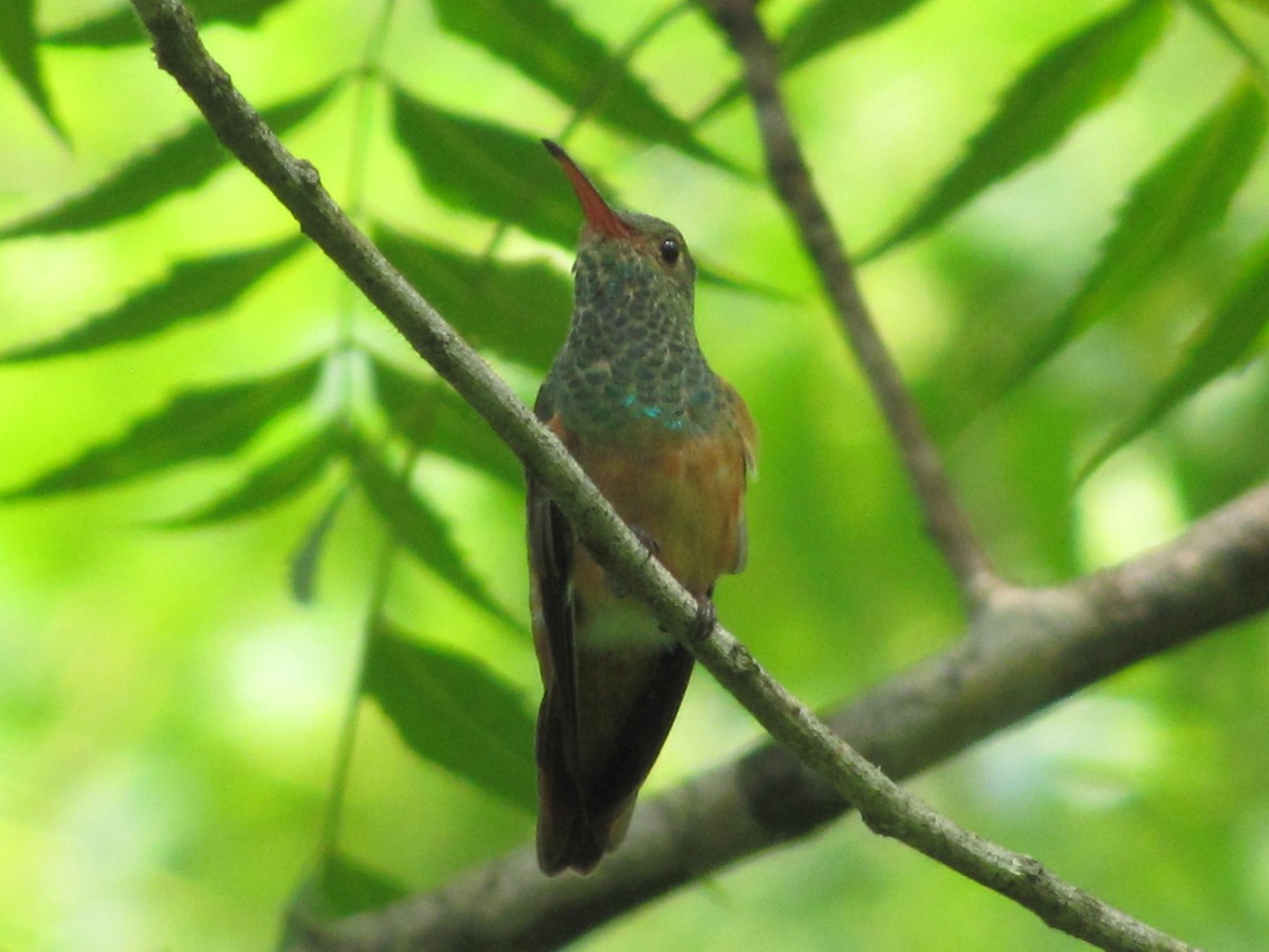 Buff-bellied Hummingbird - Rolando Chávez
