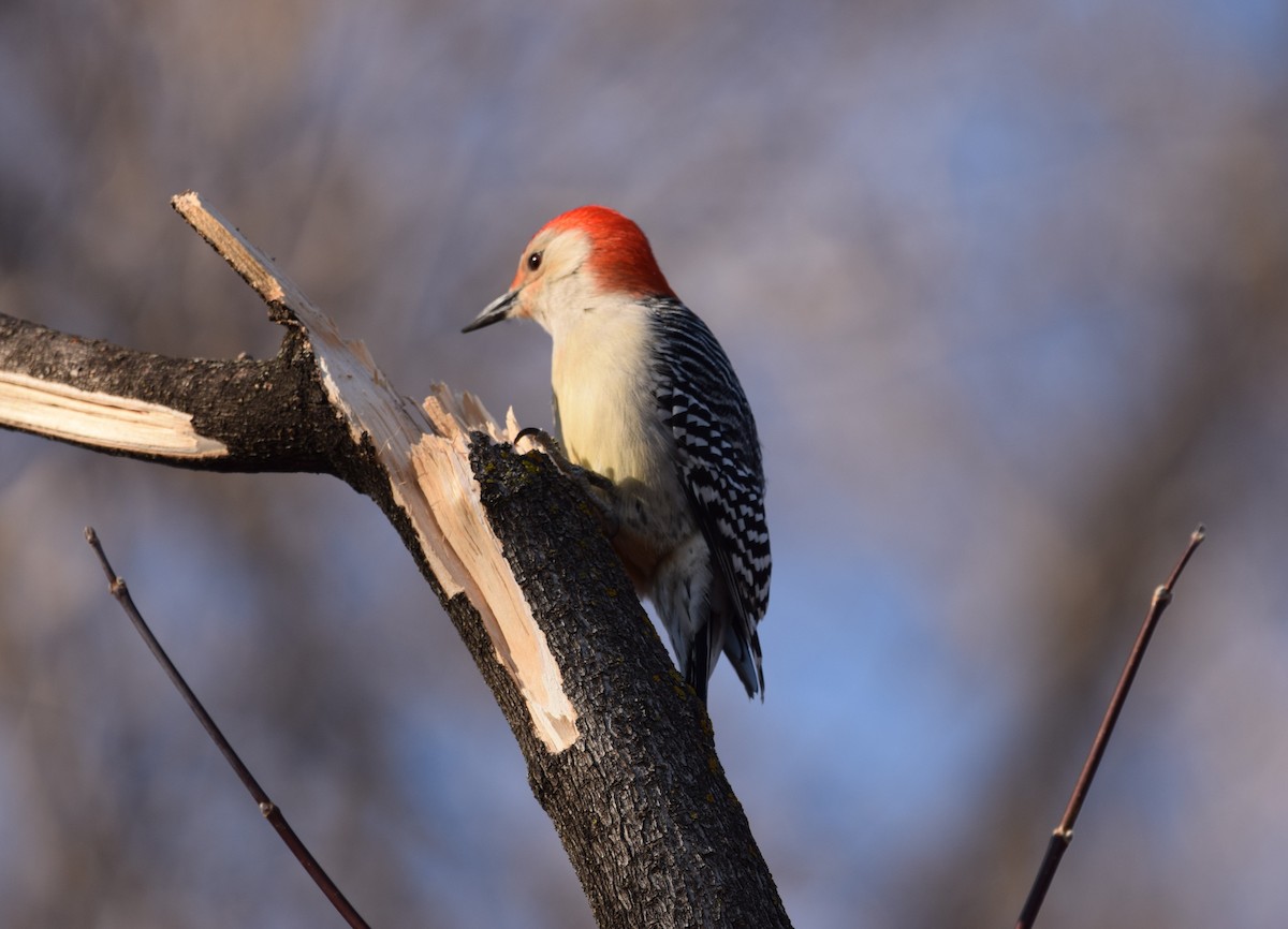 Red-bellied Woodpecker - ML222148781