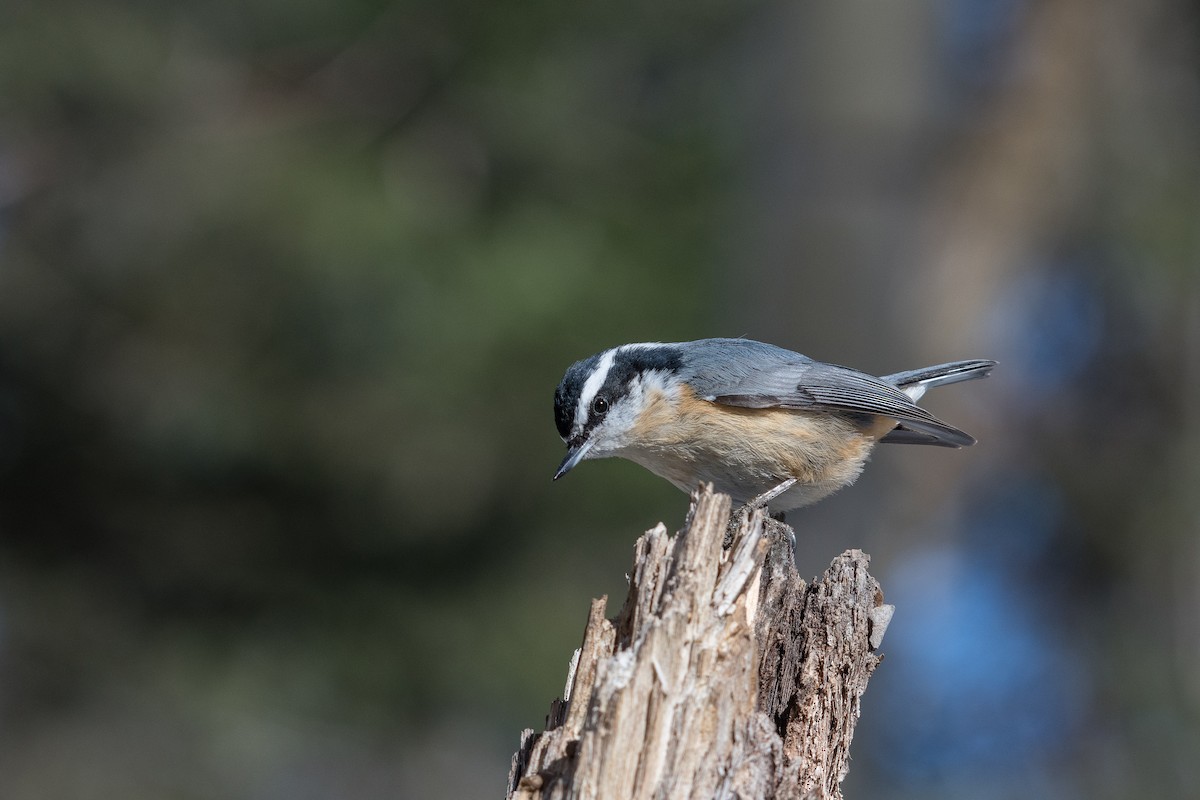 Red-breasted Nuthatch - ML222149051