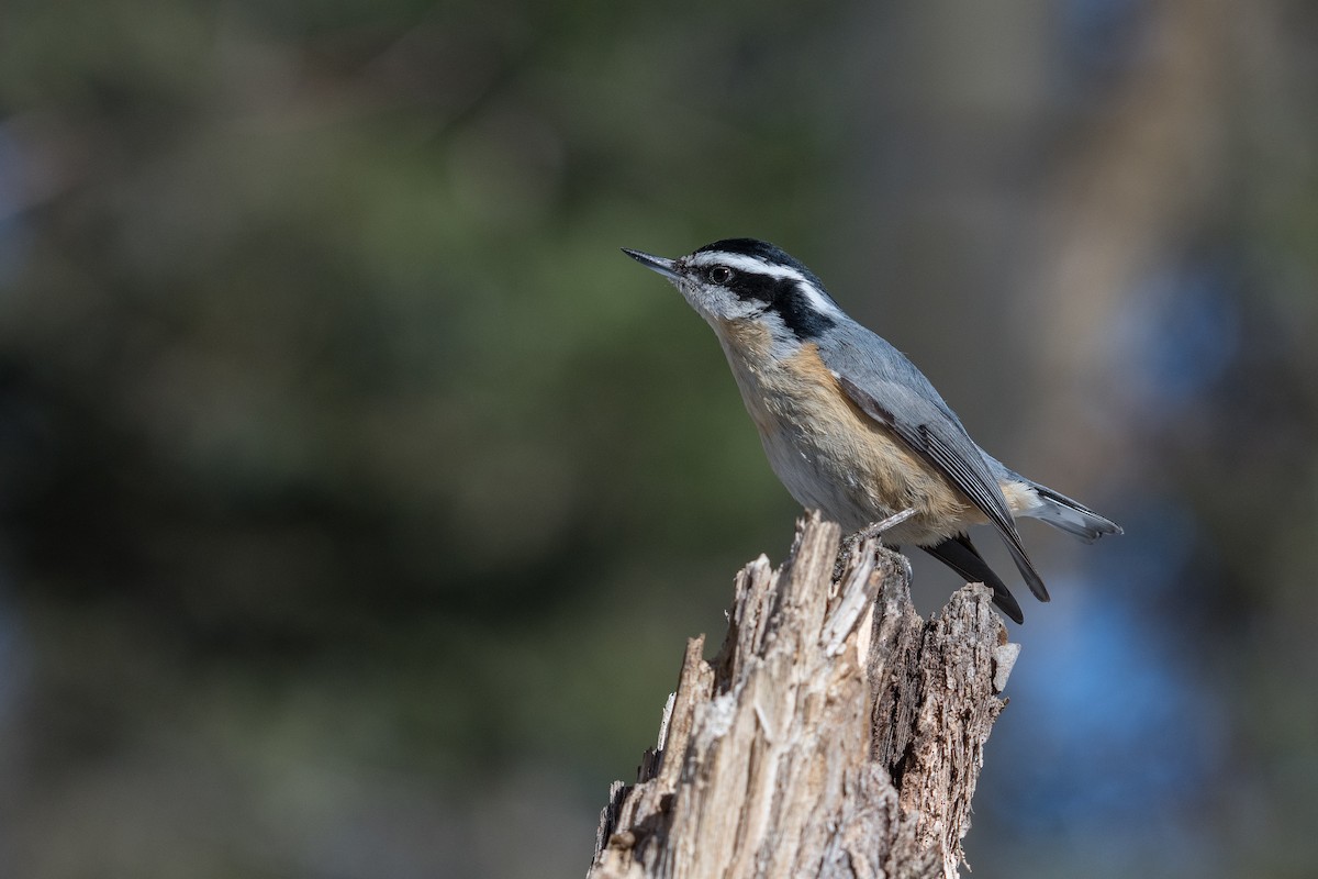 Red-breasted Nuthatch - ML222149061