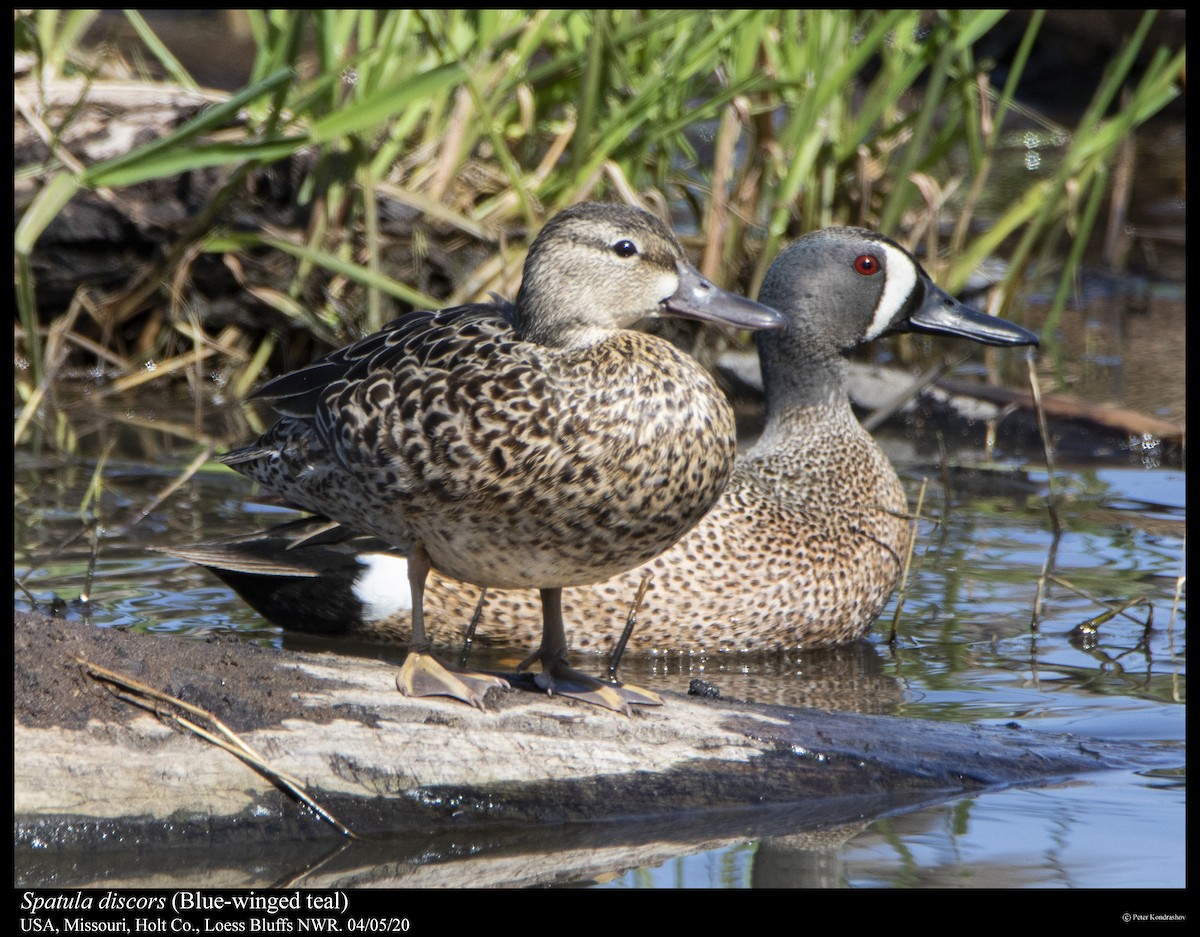 Blue-winged Teal - ML222151171