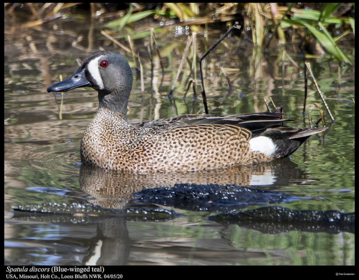 Blue-winged Teal - ML222151201