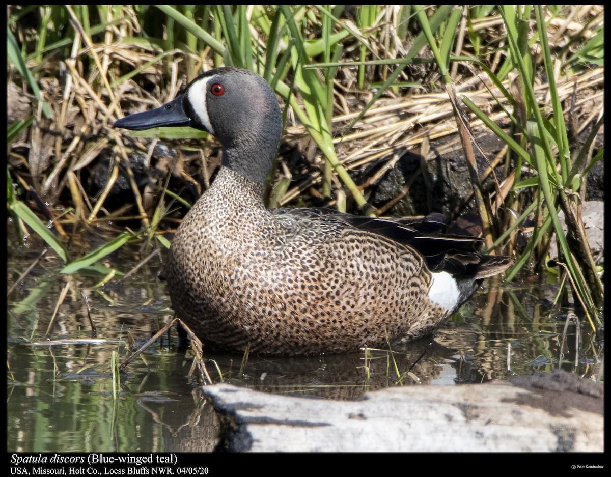 Blue-winged Teal - ML222151381