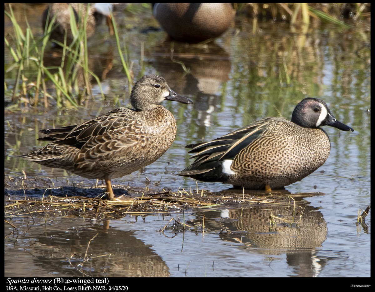 Blue-winged Teal - ML222151451