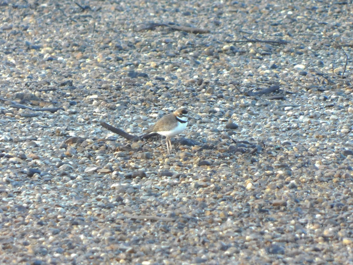 Collared Plover - ML222153051
