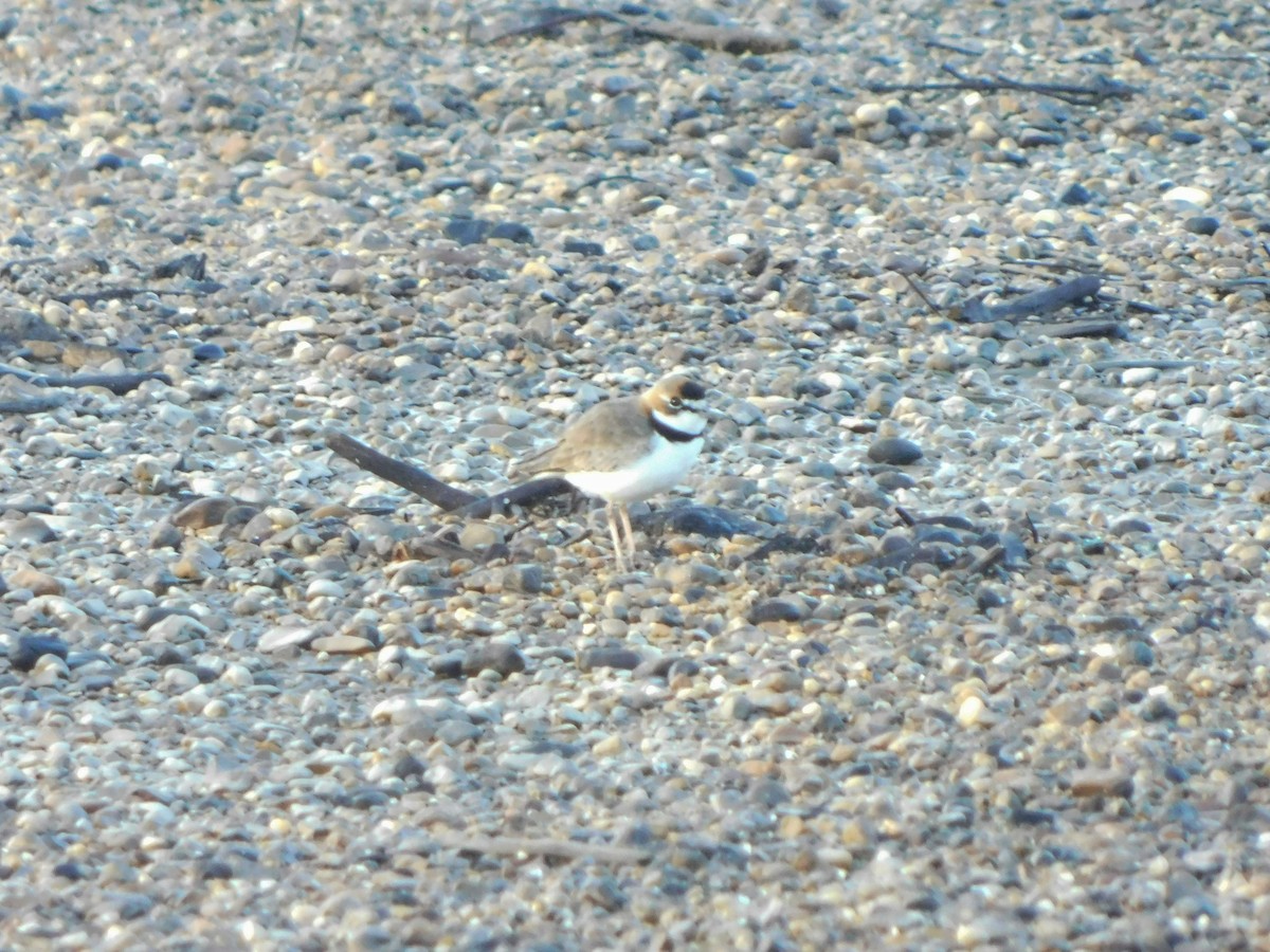 Collared Plover - ML222153291