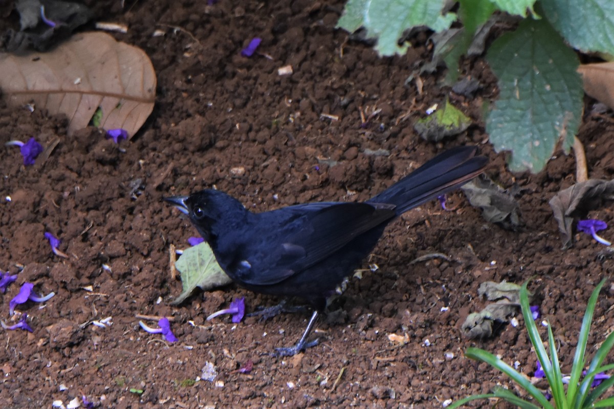 White-lined Tanager - ML222154151