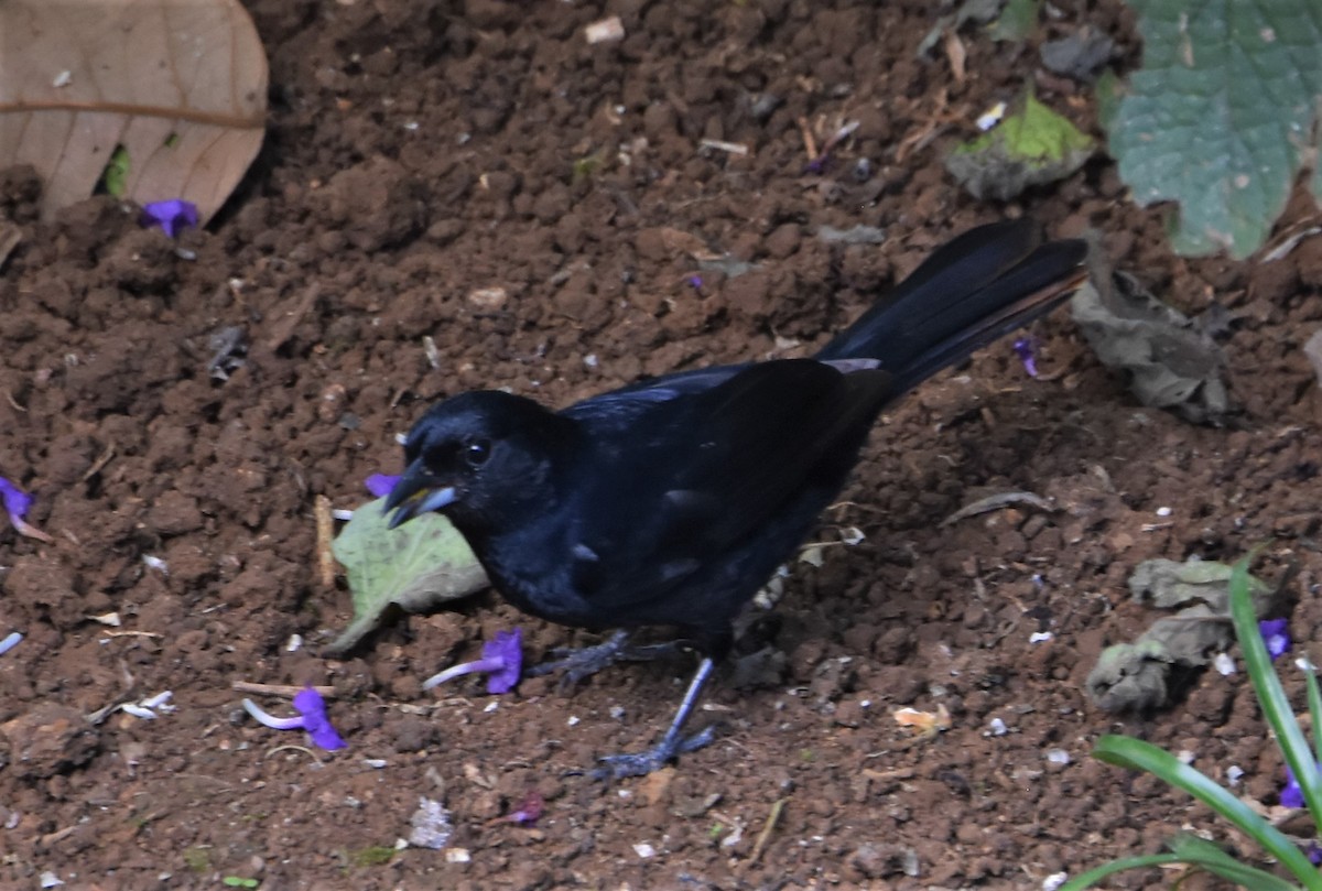 White-lined Tanager - ML222154241