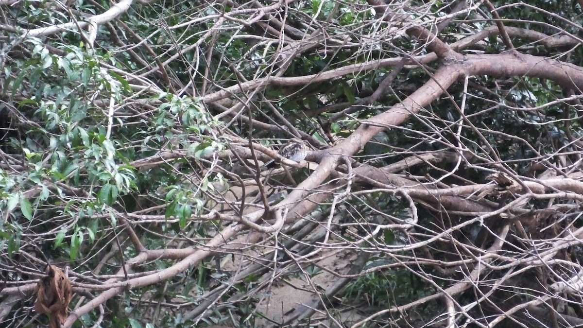 Ladder-tailed Nightjar - sheryl mcnair