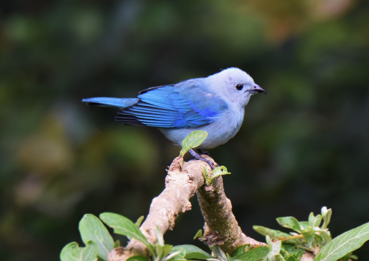 Blue-gray Tanager - ML222154941
