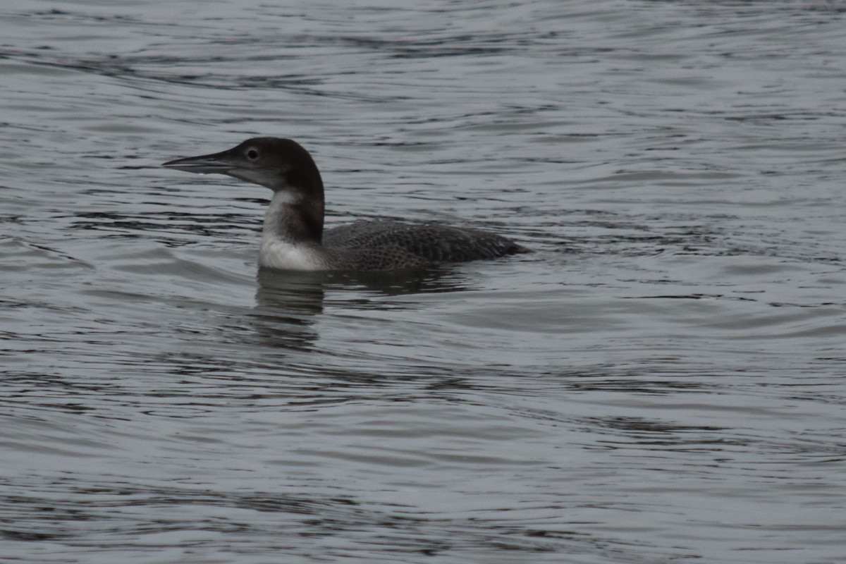 eBird Checklist - 19 Nov 2016 - Bodega Bay--Tides Wharf area - 12 species