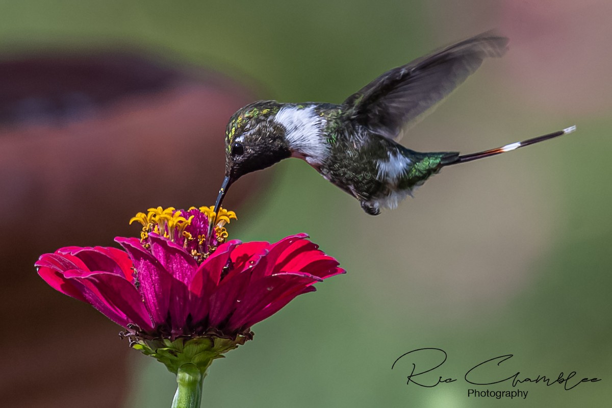 Sparkling-tailed Hummingbird - Ric Chamblee