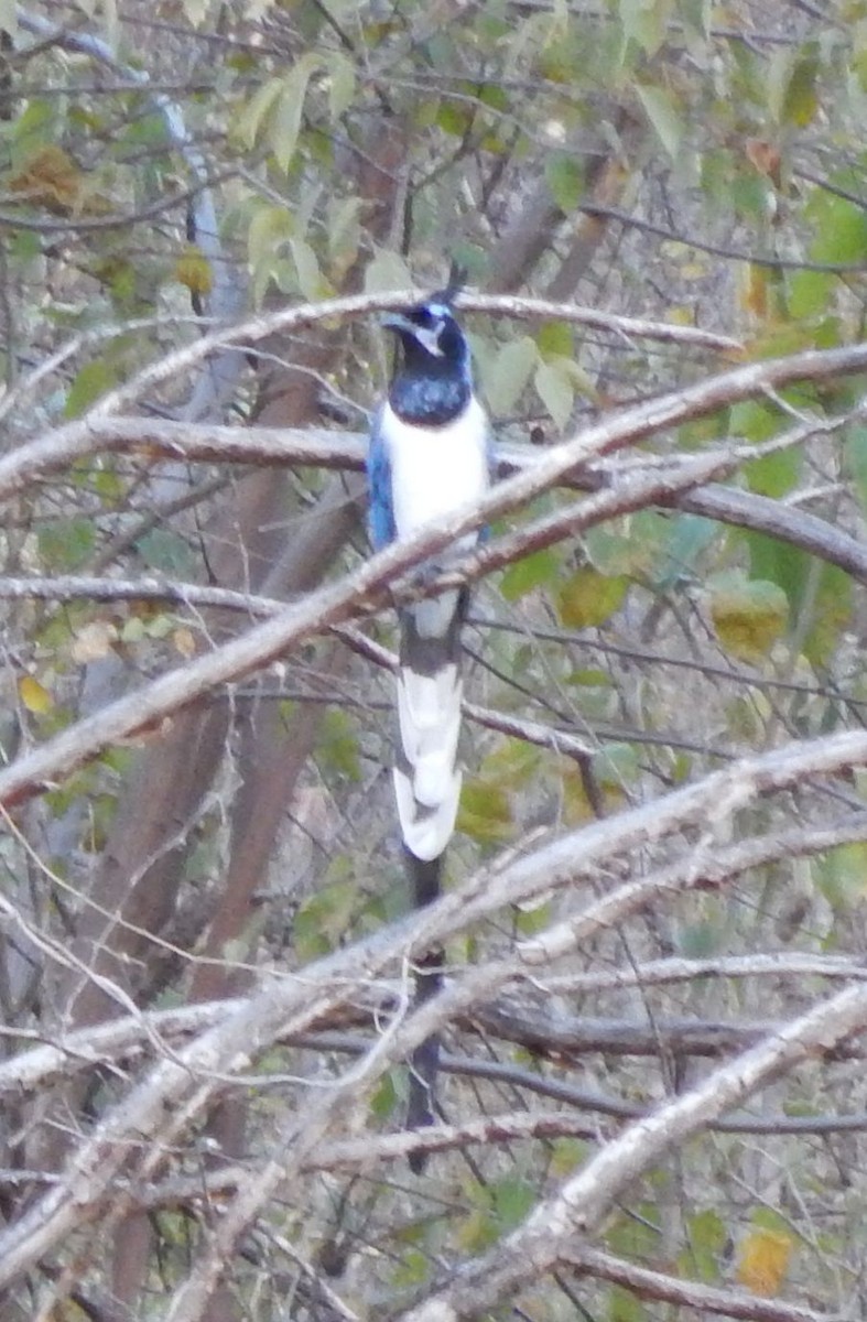 Black-throated Magpie-Jay - ML22215631